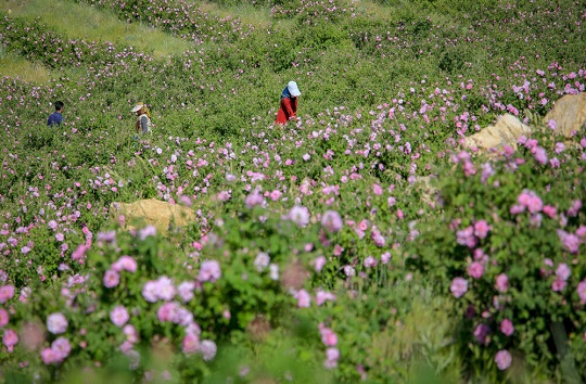 گل محمدی ظرفیتی برای جهش تولید در بام ایران
