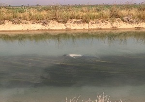 کشف جسد در کانال آبیاری شرکت نیشکر هفت تپه