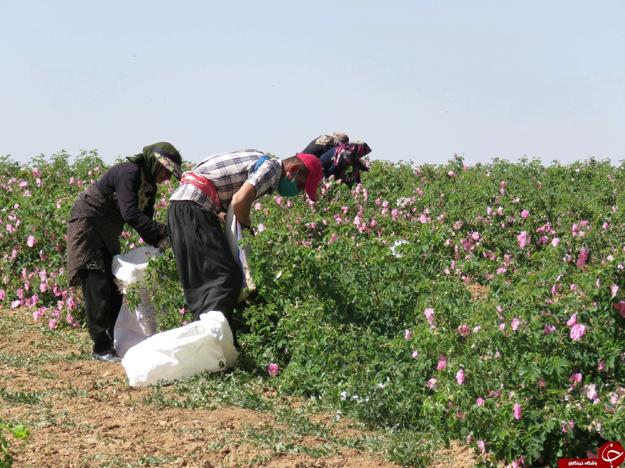 گل محمدی آرام بخش کشاورزی فراهان