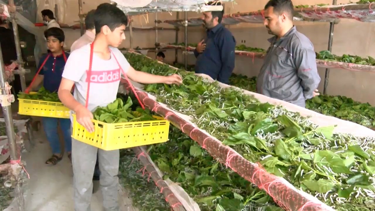 توزیع بیش از ۱۶۰ جعبه تخم نوغان بین نوغانداران فلاورجانی