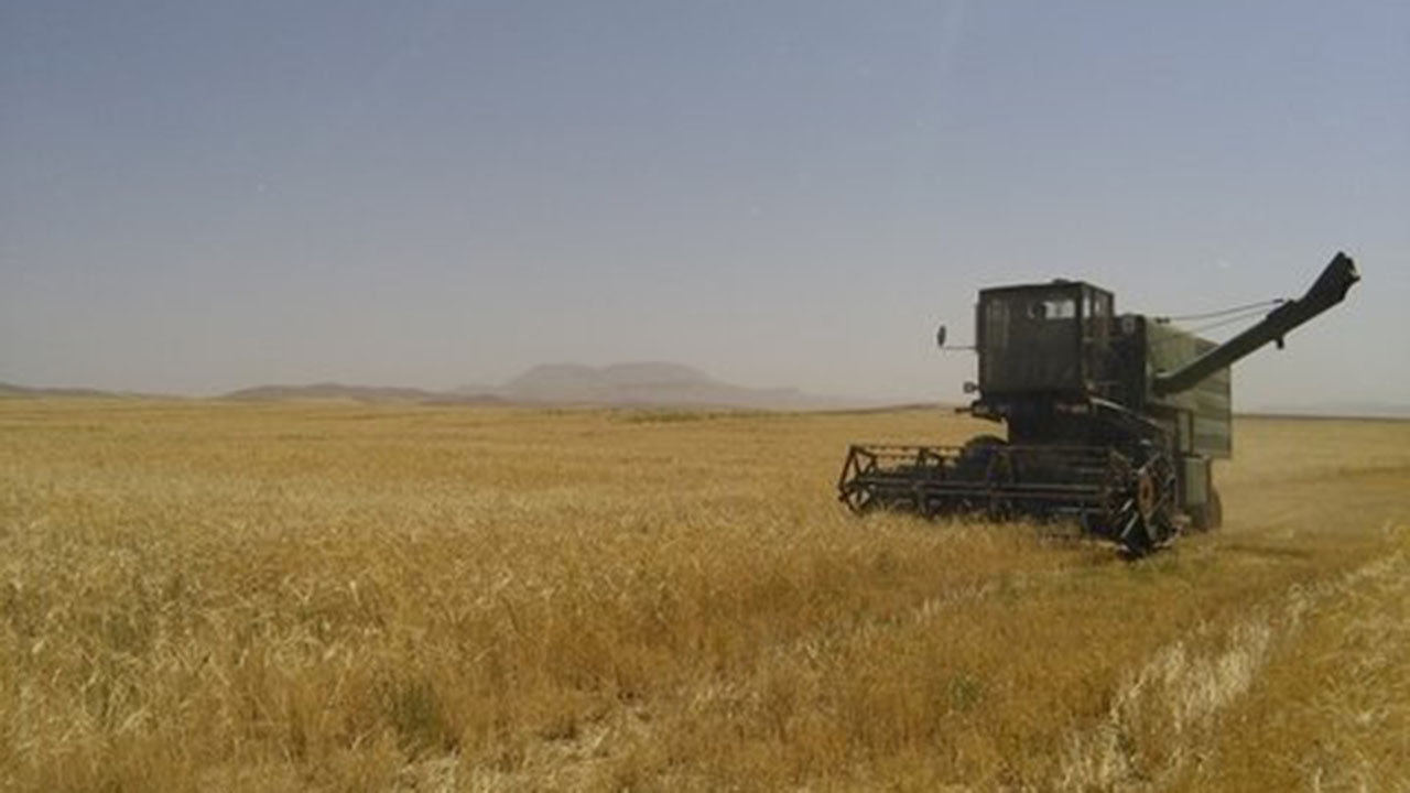 برداشت بیش از ۵۵ هزار تن جو تاکنون در گلستان