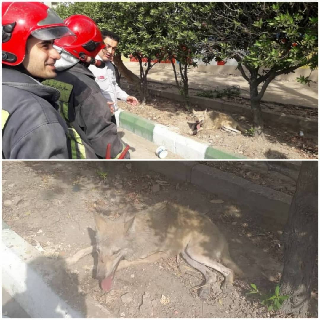 گرگ زنده در آغوش آتش نشانان اهوازی گرگ زنده در آغوش آتش نشانان اهوازی