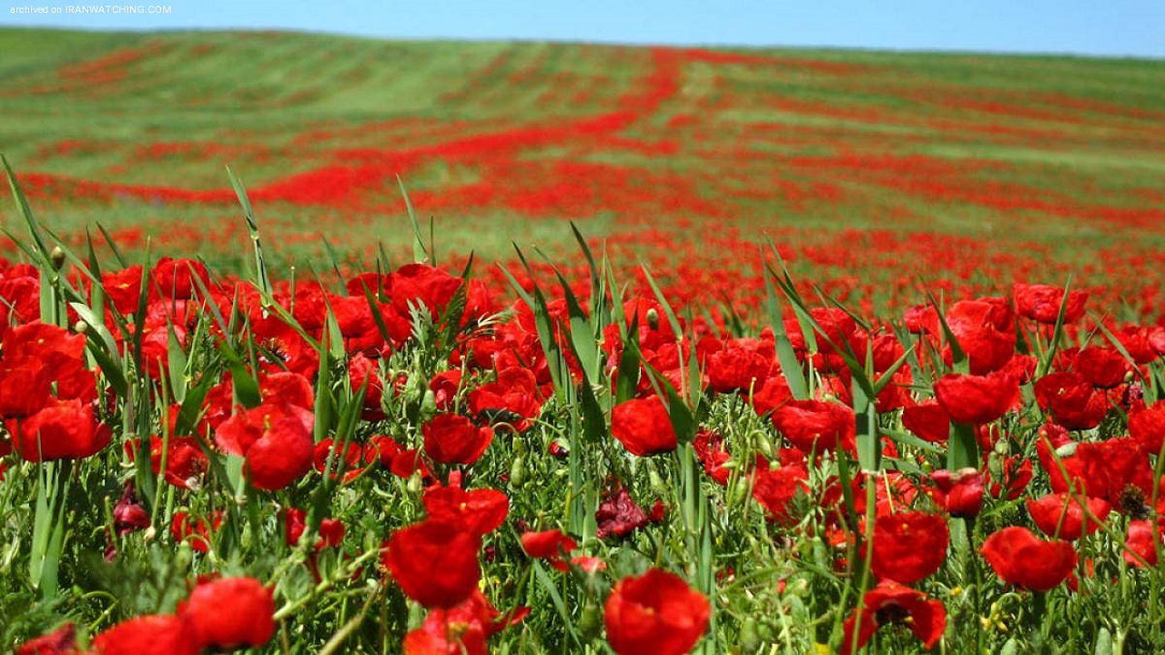 جشنواره دشت شقایق‌های کالپوش برگزار نمی‌شود