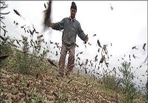۴۵ هزار هکتار از اراضی خراسان جنوبی، آلوده به ملخ صحرایی