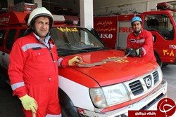 یک حلقه مار سمی از داخل خودرو سواری درقیدار زنده گیری شد