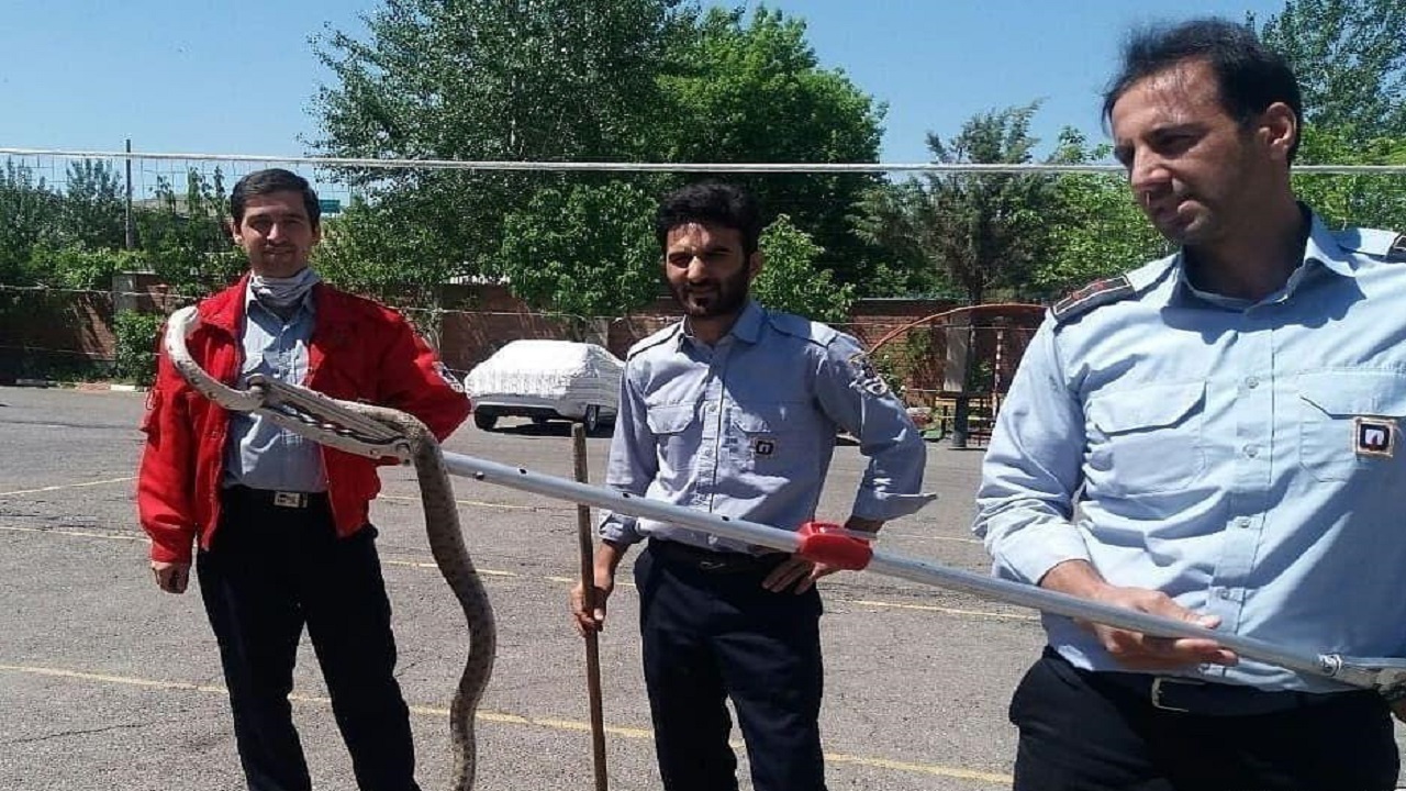 زنده گیری دو حلقه مار توسط آتش نشانان