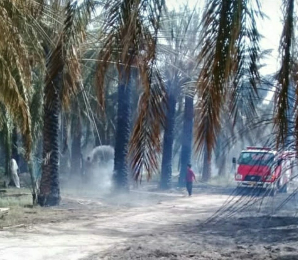 طعم تلخ آتش به جان ۲۰۰ اصله درخت خرما در ریگان