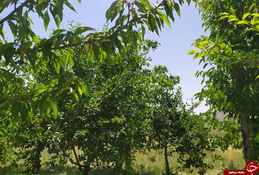 طبیعت زیبای بهار در حوالی سد کارده