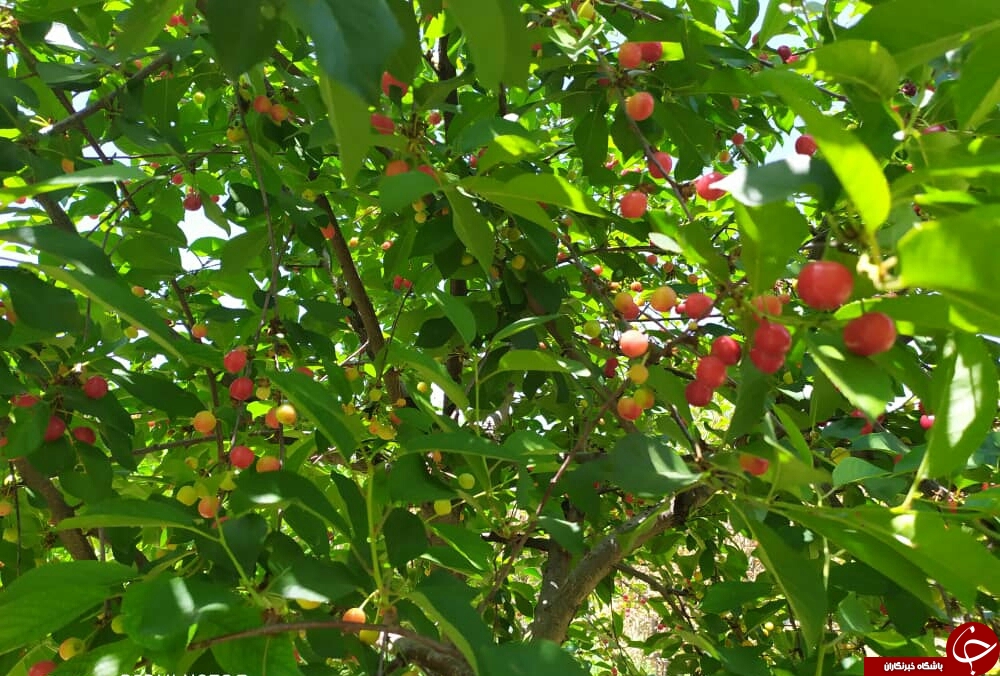 طبیعت زیبای بهار در حوالی سد کارده