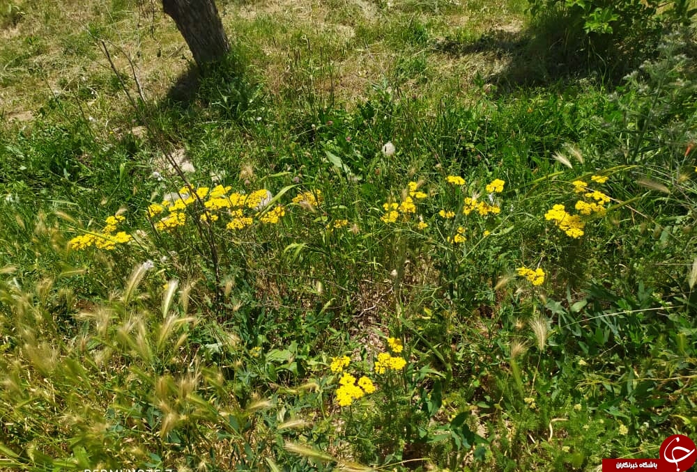 طبیعت زیبای بهار در حوالی سد کارده