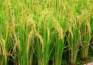 کاشت شلتوک در ۳ هزار هکتار از اراضی شادگان