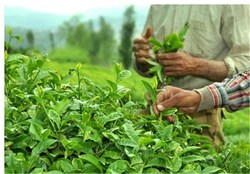 چین دوم برگ سبز چای از ۲۵ خرداد