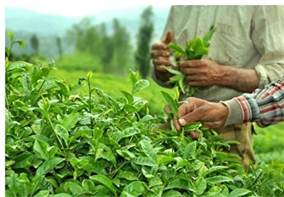 چین دوم برگ سبز چای از ۲۵ خرداد