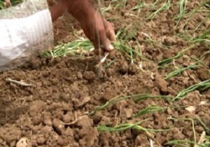 تولید و کشت نشاء پیاز در سقز