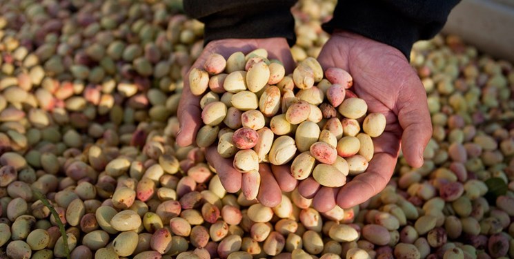 خطر گرمازدگی در کمین محصول پسته رفسنجان