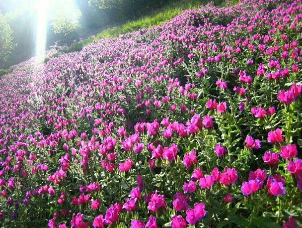 کاشت گیاهی آرام بخش در گلدان کاشت گیاهی آرام بخش در گلدان
