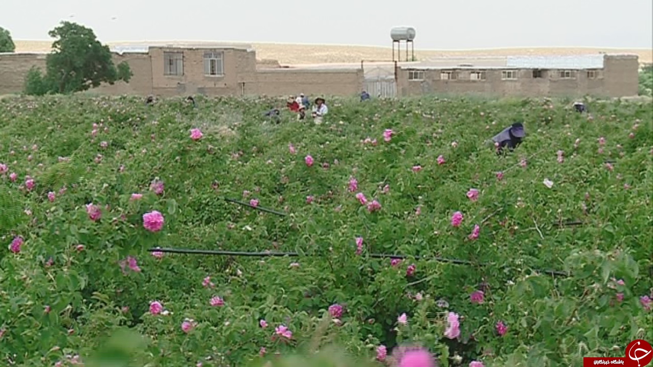 رونق اشتغال در بزرگترین گلستان ایران