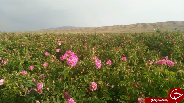رونق اشتغال در بزرگترین گلستان ایران