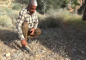 رها سازی سه گونه مار پس از پرورش به طبیعت بافق