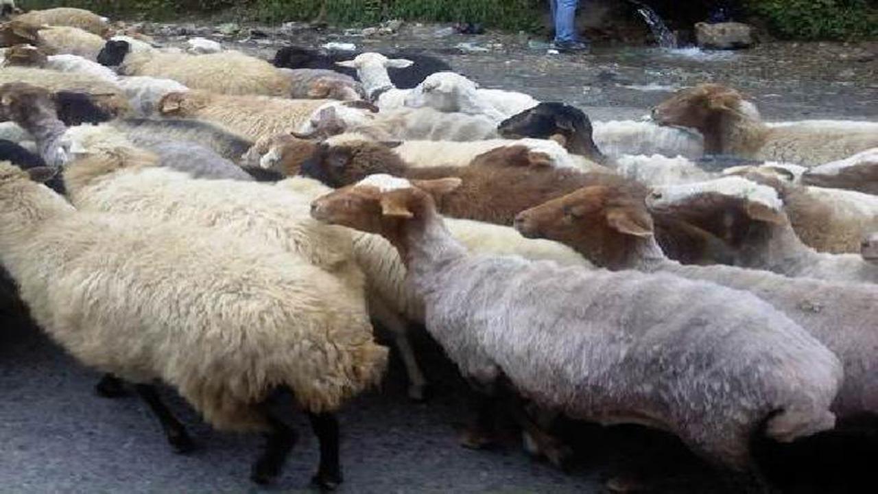 آغاز کوچ عشایر به مناطق ییلاقی آمل