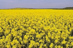 خرید کلزا در زنجان به ۴۰ تن رسید