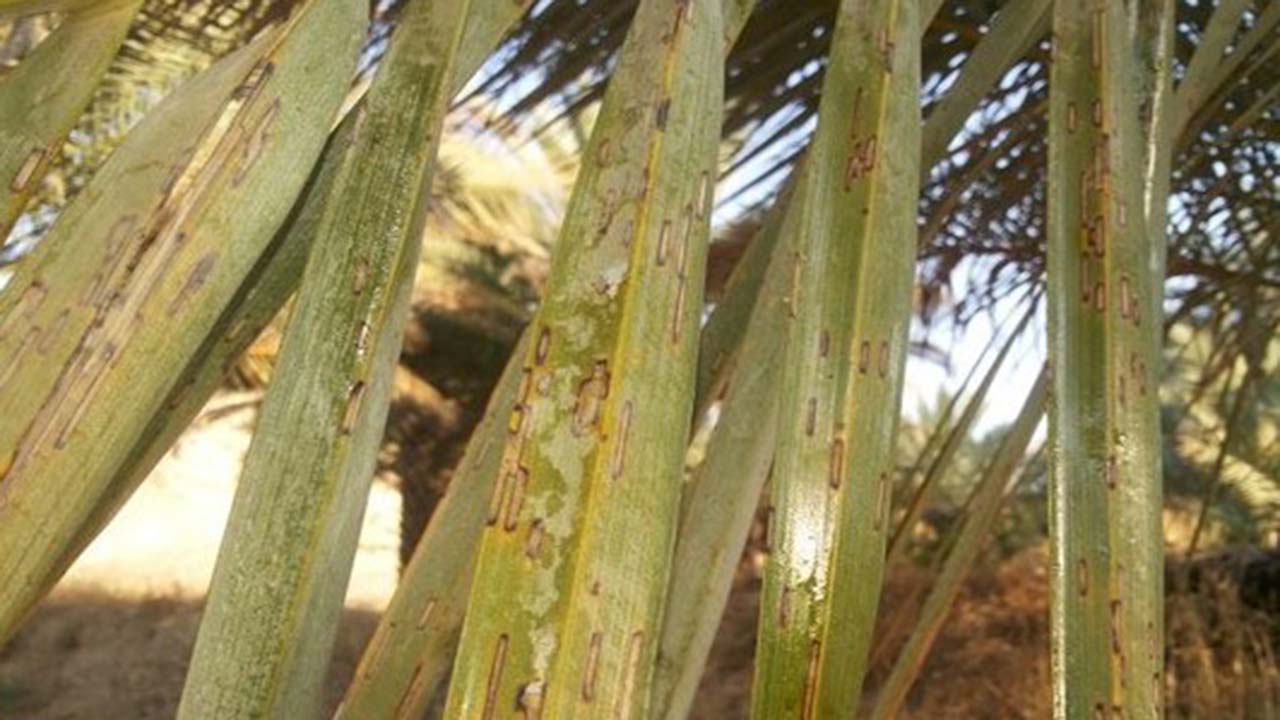 طغیان آفت زنجره خرما در نخلستان‌های کازرون