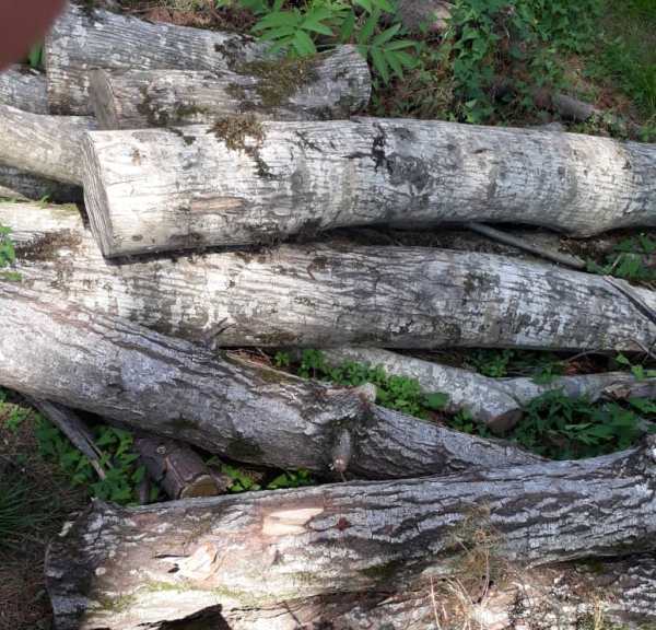 کشف بیش از ۱۱ تن چوب جنگلی قاچاق در شفت