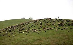 بهره برداران با توجه به ظرفیت پروانه چرای دام اقدام کنند