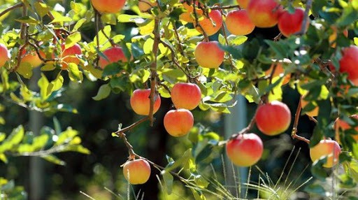 اصلاح باغ‌های سنتی و کم بازده در مراغه