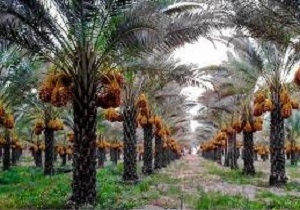 احداث بزرگترین نخلستان غرب کشور در کرمانشاه