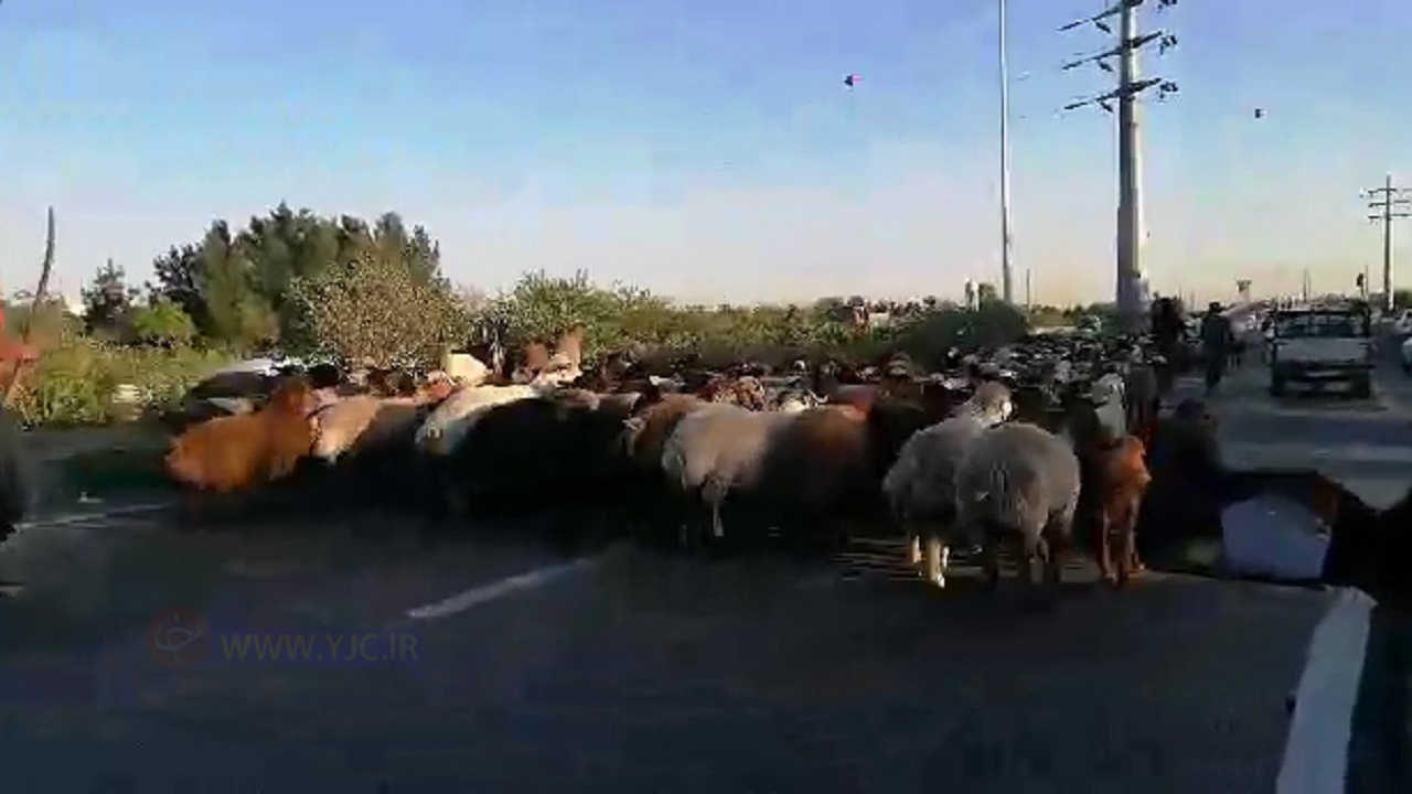عبور احشام در اتوبان! + فیلم