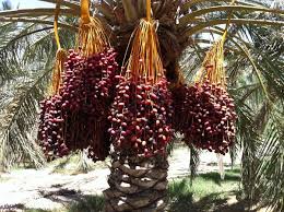 رعایت پروتکل بهداشتی در برداشت خرما