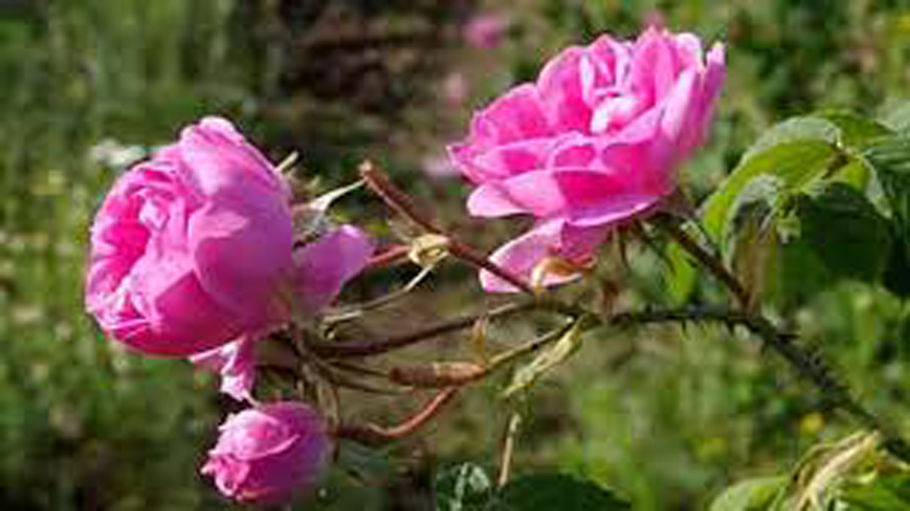 ساخت باغ گل‌ها در آباده