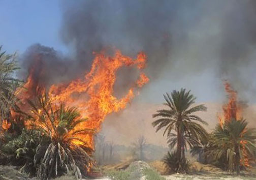 آتش زدن شاخ و برگ نخل ها با کدام توجیه