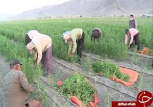 پیش بینی برداشت بیش از ۸۰۰ کیلوگرم گیاه دارویی در بافق