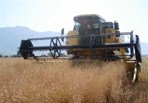 خسارت ۵۰ درصدی در کمین مزارع آماده برداشت کلزا در پی وزش شدید باد / کلزاکاران برای برداشت شتاب کنند