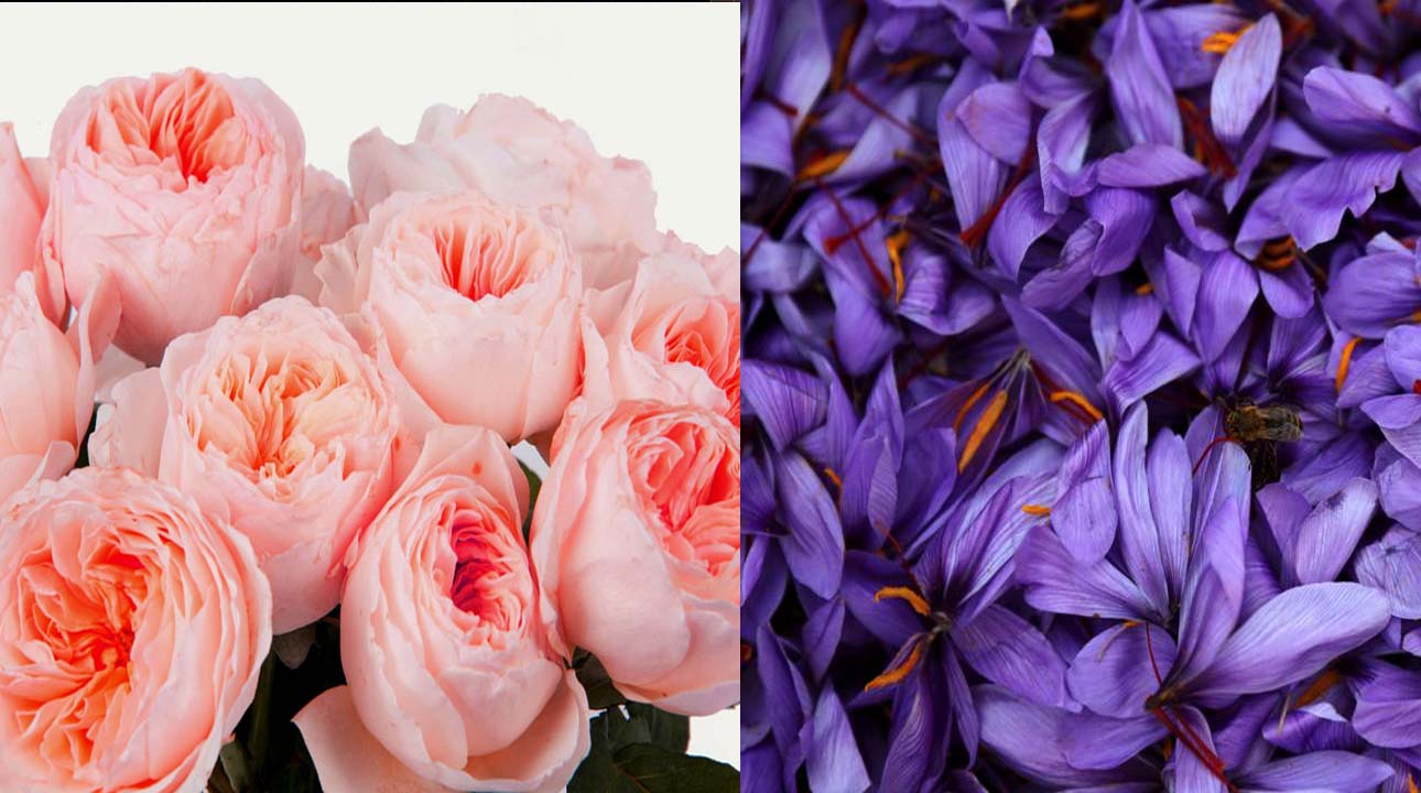 از رز ژولیت تا ملکه شب؛ گرانترین گل‌های دنیا با قیمت‌های میلیونی + تصاویر