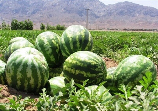 برداشت هندوانه در ۳۰۰ هکتار از مزارع گچساران