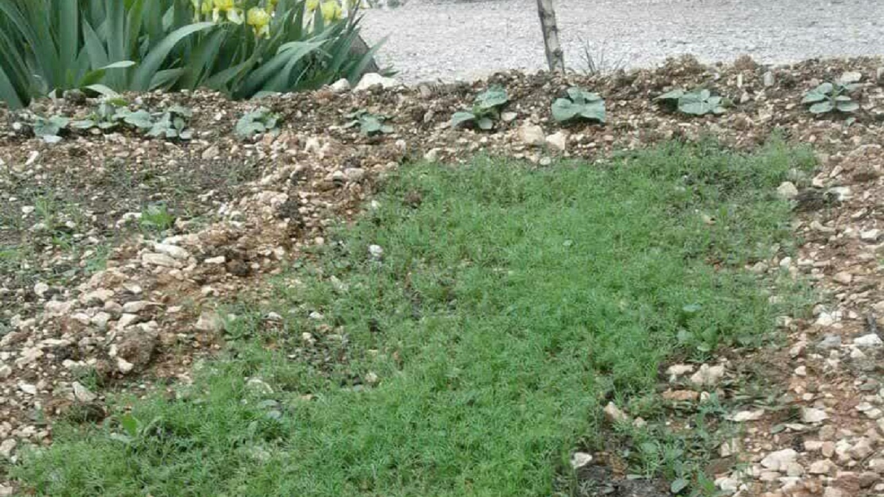ایجاد باغچه سبزیجات سالم خانگی به همت زنان روستایی