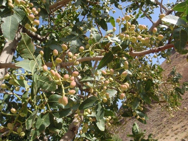 تولید ۲ هزار و ۲۴۷ تن بادام در دزفول