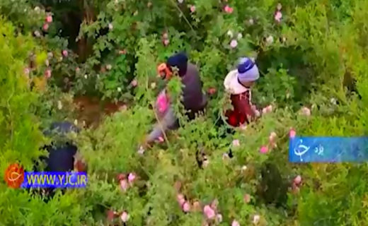 تزیین باغ انار با گل محمدی