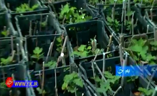 روش کاشت نشا پایانی برای شیوه‌های سنتی+فیلم
