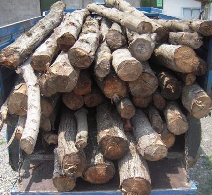کشف بیش از ۳ تن چوب کاج قاچاق در رضوانشهر