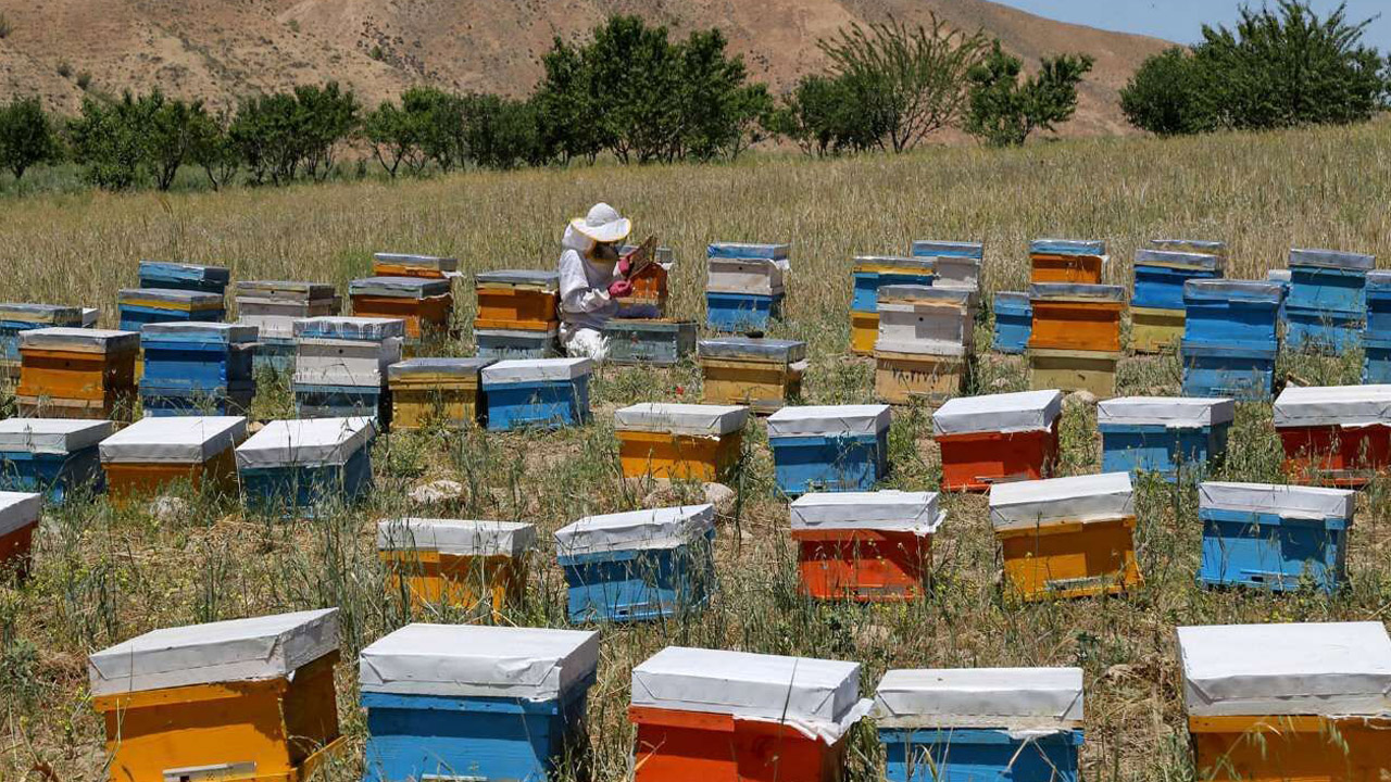 آغاز کوچ بهاره کندوهای زنبور عسل در آمل