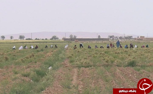 هزینه بالای برداشت زیره به صورت سنتی در استان سمنان 