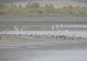 آغاز سرشماری پرندگان خشک‎زی حائز اهمیت ملی و بین المللی در اردبیل