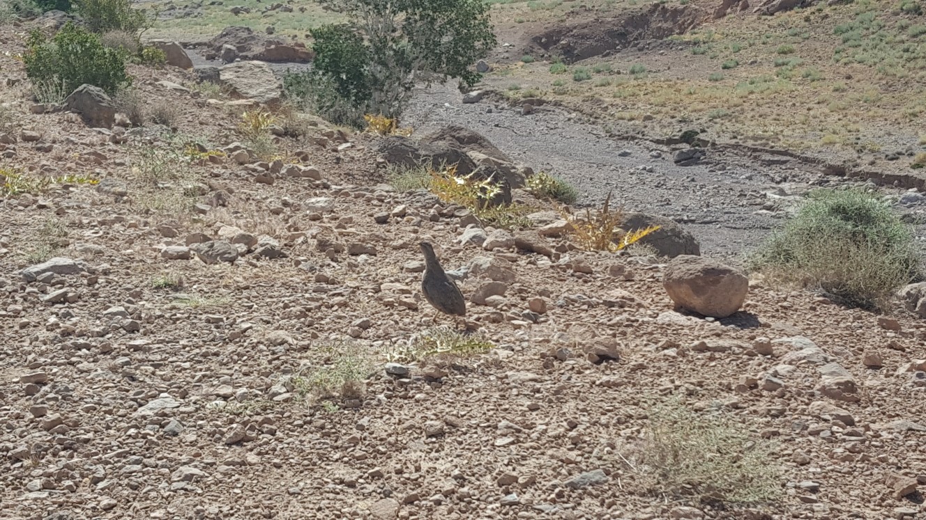 رهاسازی ۴ قطعه پرنده در طبیعت کرمان