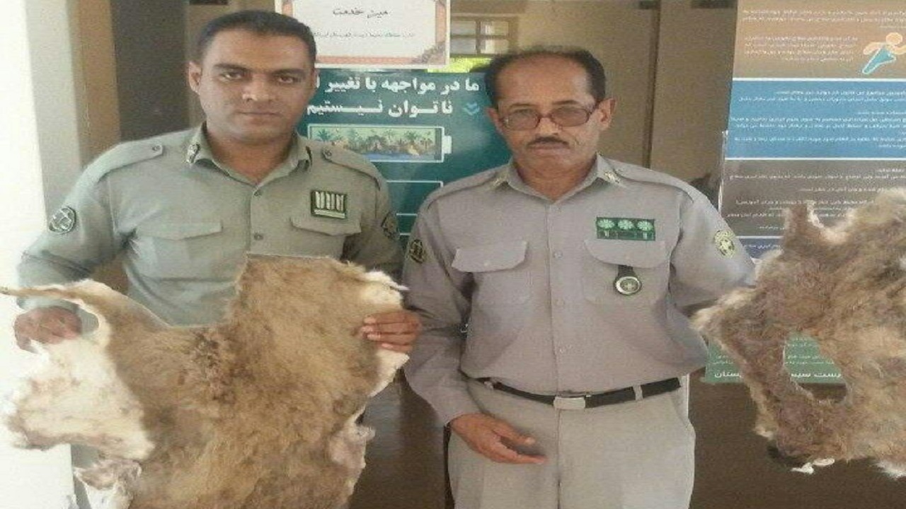 یک متخلف خرید و فروش اعضای حیوانات در  ایرانشهر دستگیر شد