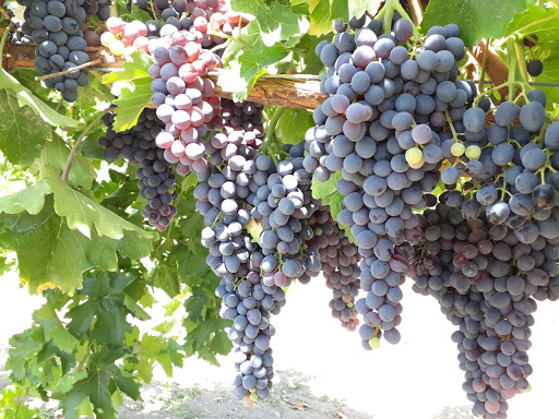 انتقاد از گسترش غیر اصولی باغات انگور در ملکان