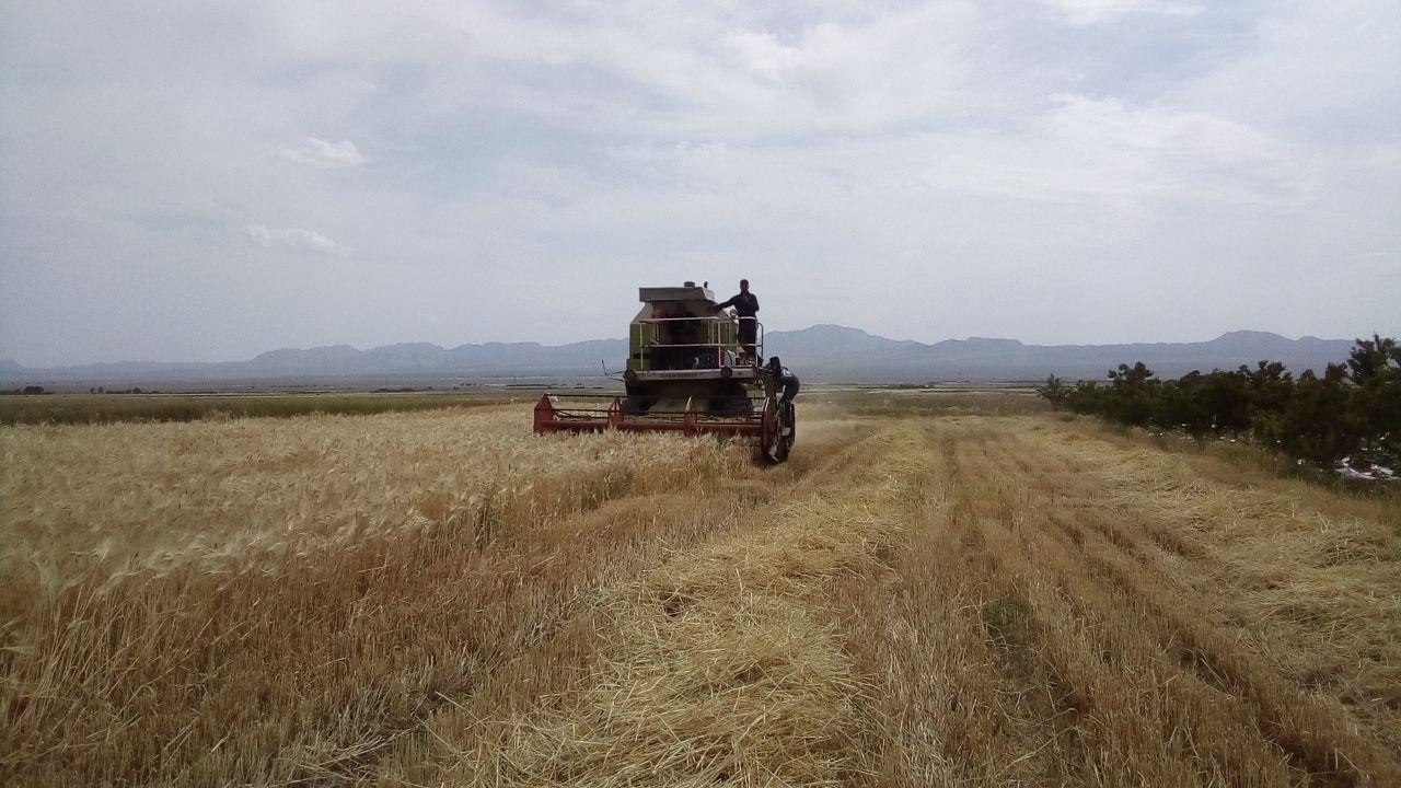 شروع برداشت گندم از مزارع خواف
